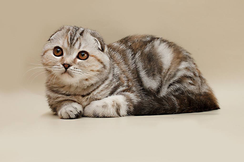 Хайленд-фолд – шотландская вислоухая длинношерстная кошка: описание породы