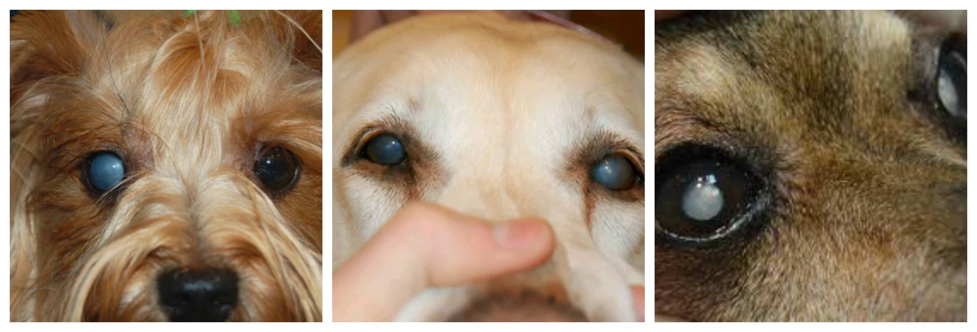 Почему у собаки текут глаза: причины, первая помощь и квалифицированное лечение