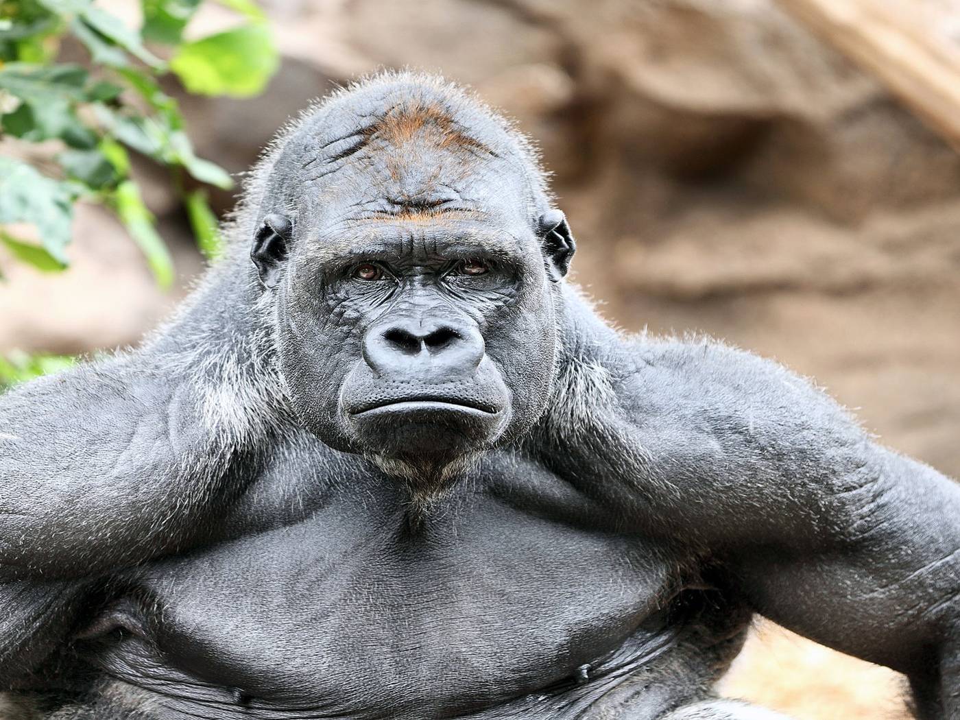 10 интересных фактов о гориллах, которые наводят на размышления