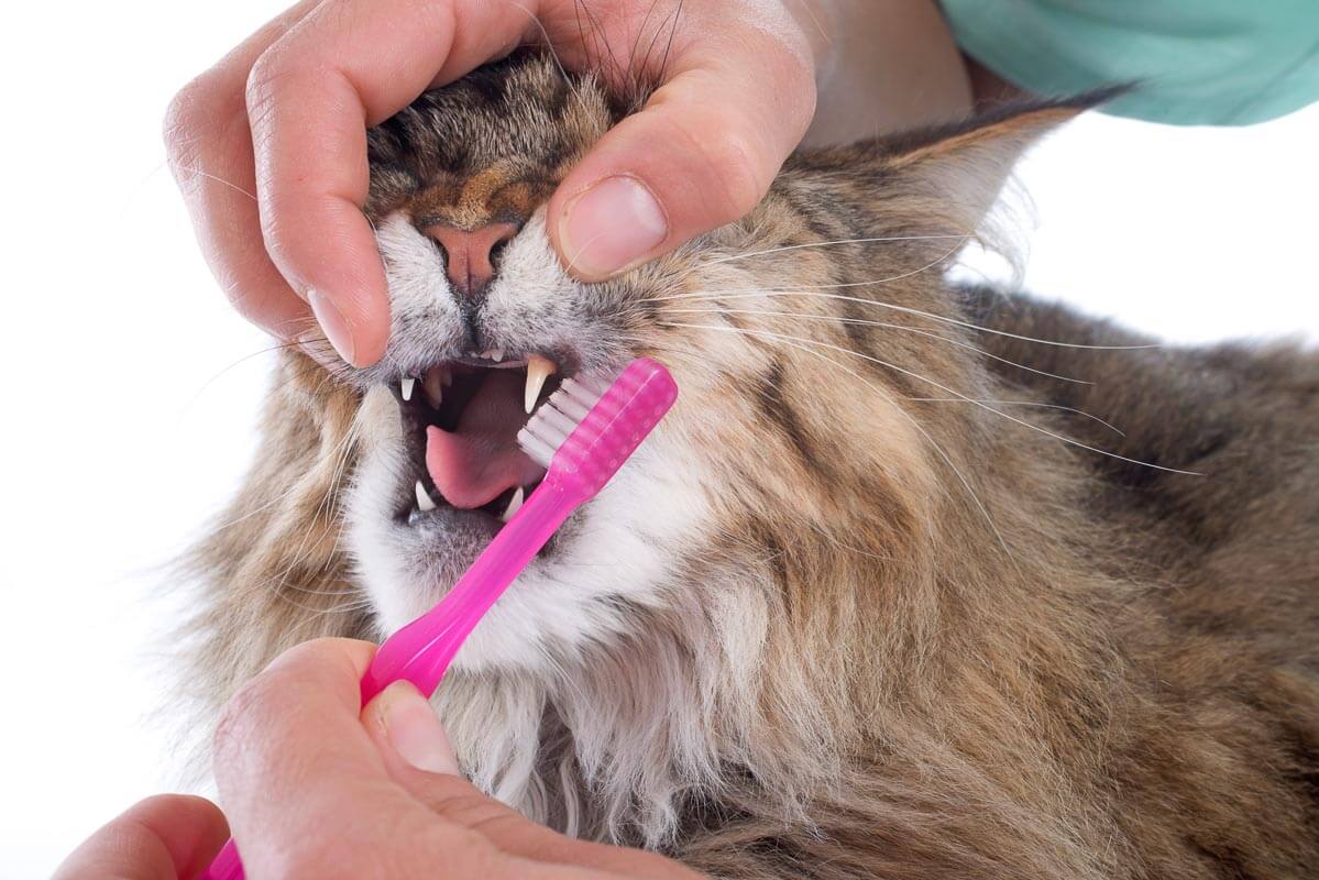 Как почистить уши коту или кошке в домашних условиях, чем чистить их взрослому животному или котенку в профилактических и лечебных целях