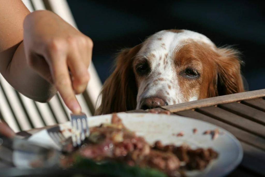 Еда со стола или магазинный корм. как правильно составить рацион для питомца : новости, животные, собаки, коты, советы, домашние животные
