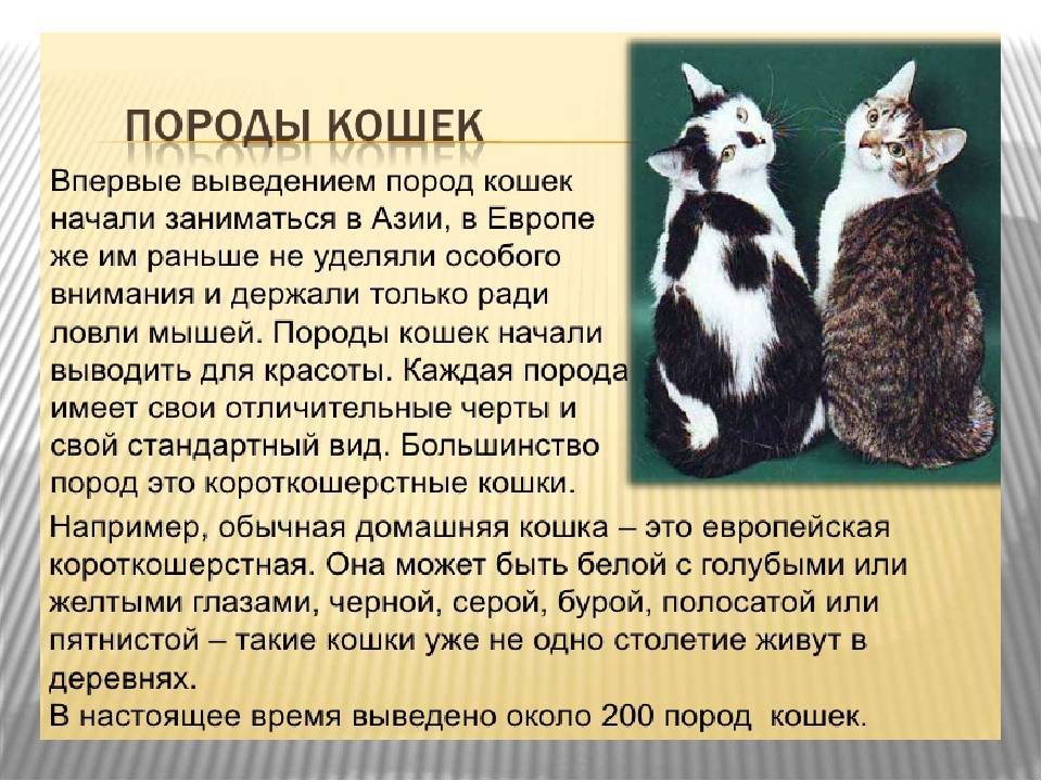 Сколько живут кошки | животный мир