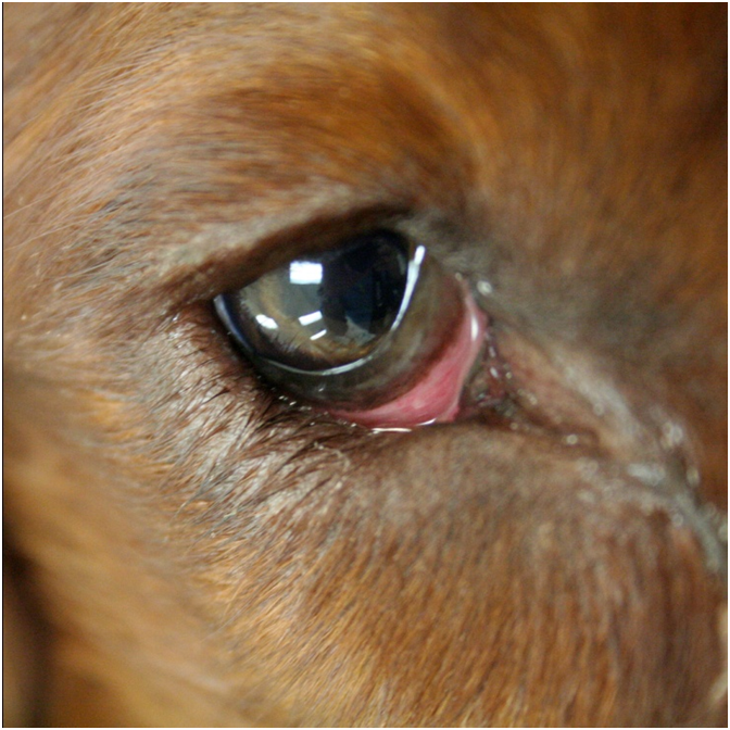 Почему у собаки гноятся глаза
