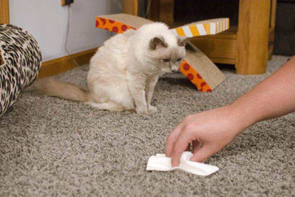 Кошачьи метки: боремся с дурной привычкой