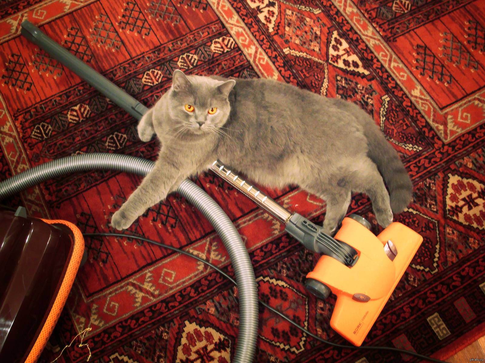13 советов по уборке квартиры, в которой живет кошка