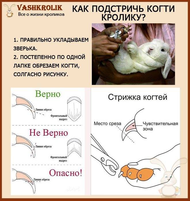 Как подстричь когти кошке?
