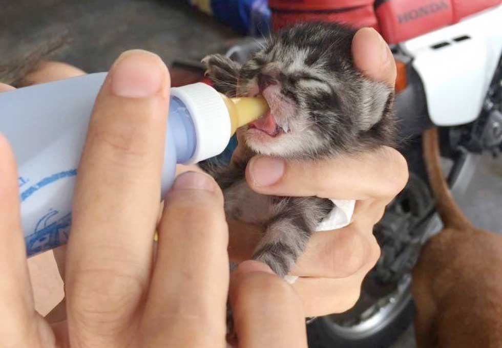 Как ухаживать за котенком 1.5 месяца – котята уход