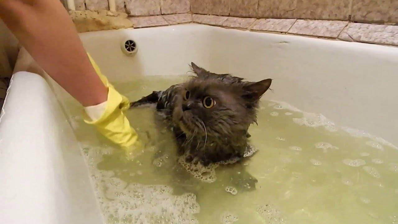 Как помыть кота, котенка или кошку в домашних условиях - видео уроки