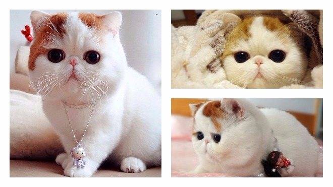 Кот снупи: порода популярного котика, описание, уход, стоимость