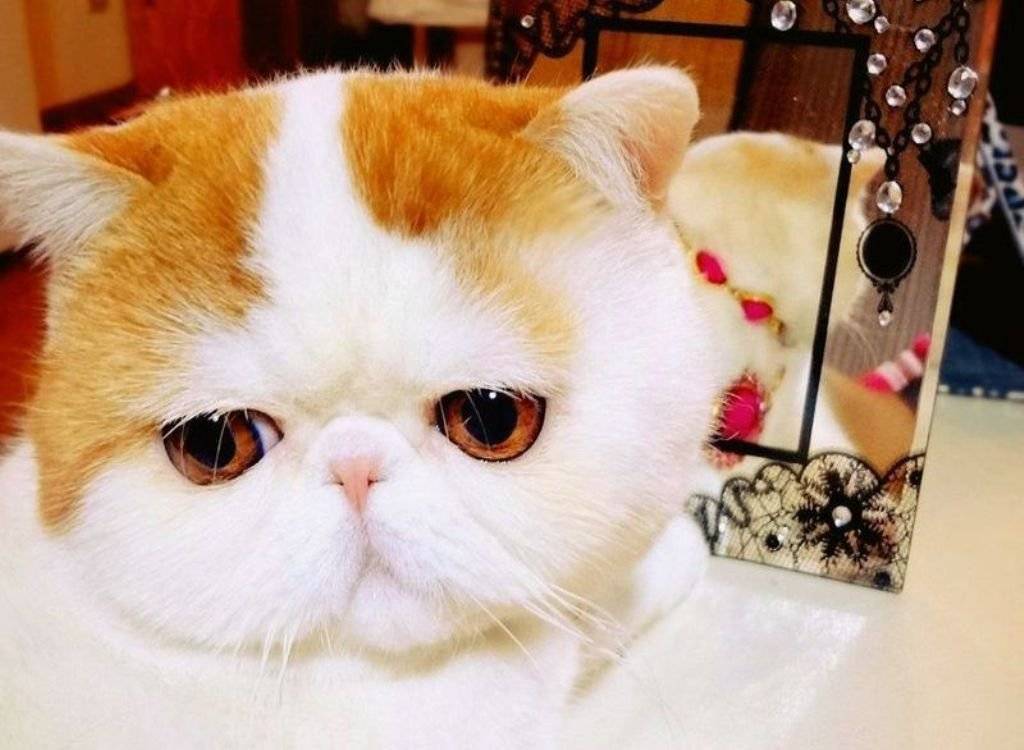 Кошки и коты с разными глазами: порода