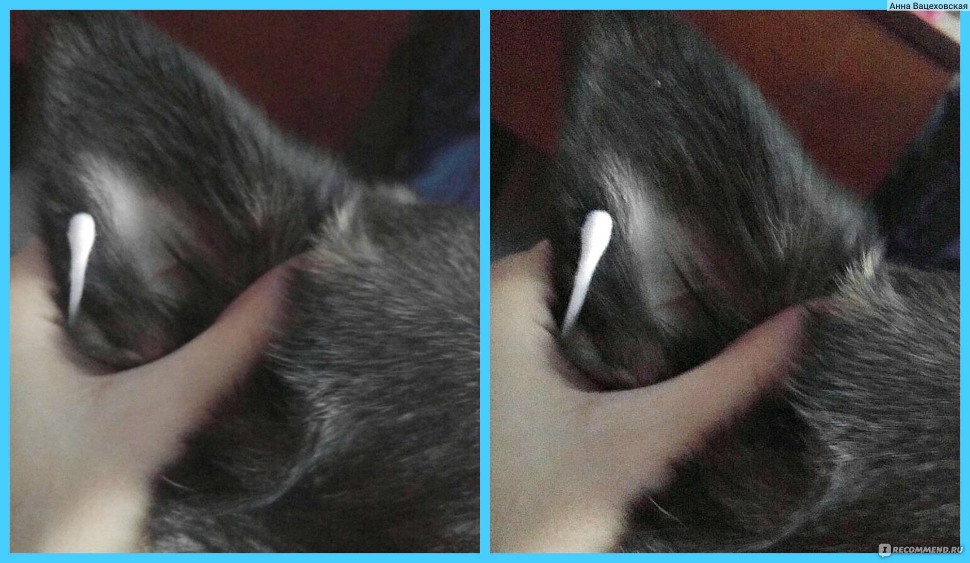 Как почистить уши кошке в домашних условиях