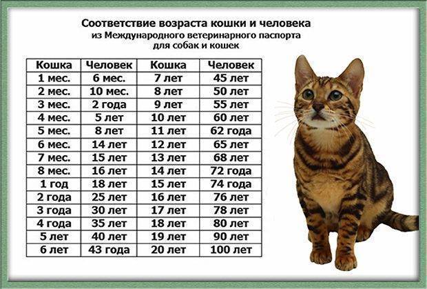 Возраст кошки по человеческим меркам: как посчитать, таблица