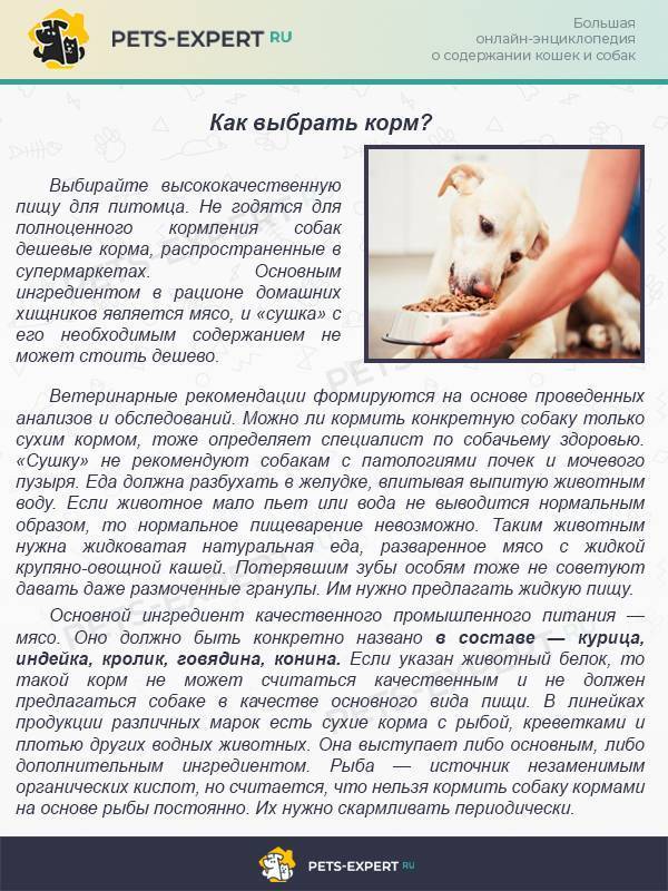 Можно ли размачивать сухой корм для кошек
