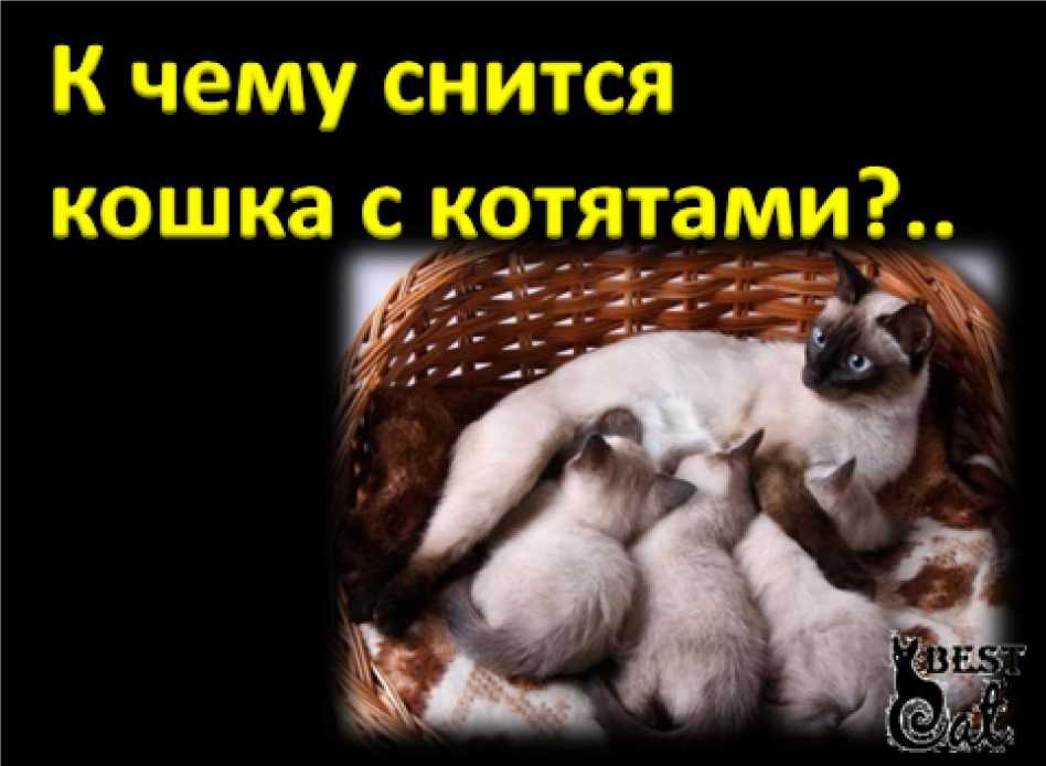 Как кошки видят ночью?