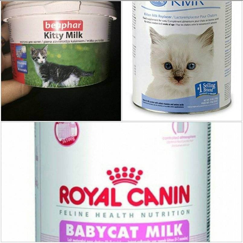 Можно ли кошкам молоко?