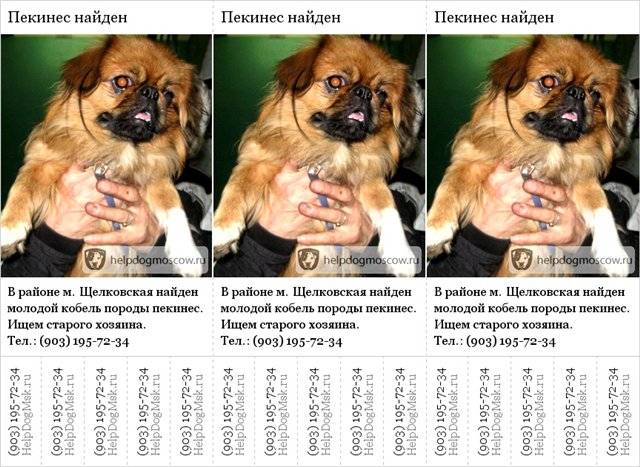 Пекинес: описание и характеристика породы собак, уход и содержание