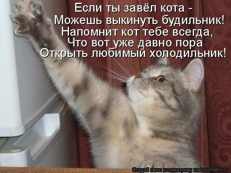 Как отучить кошку от улицы в несколько шагов
как отучить кошку от улицы в несколько шагов