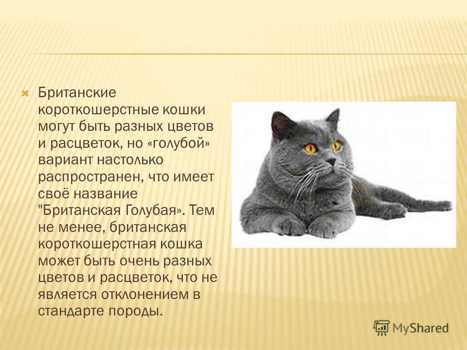 Включи кота описание