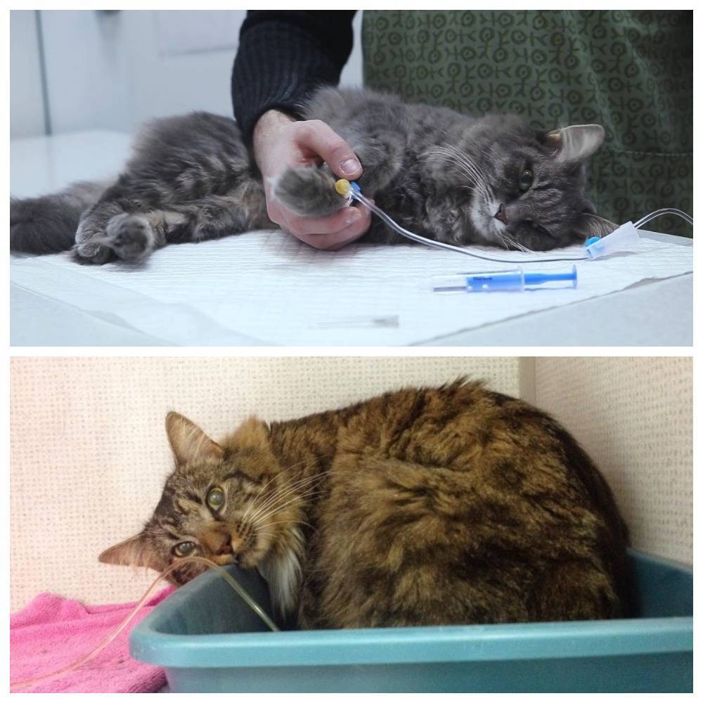 Асцит: лечение асцита легкой, умеренной, высокой степени (i, ii, iii) - часть 2 | университетская клиника