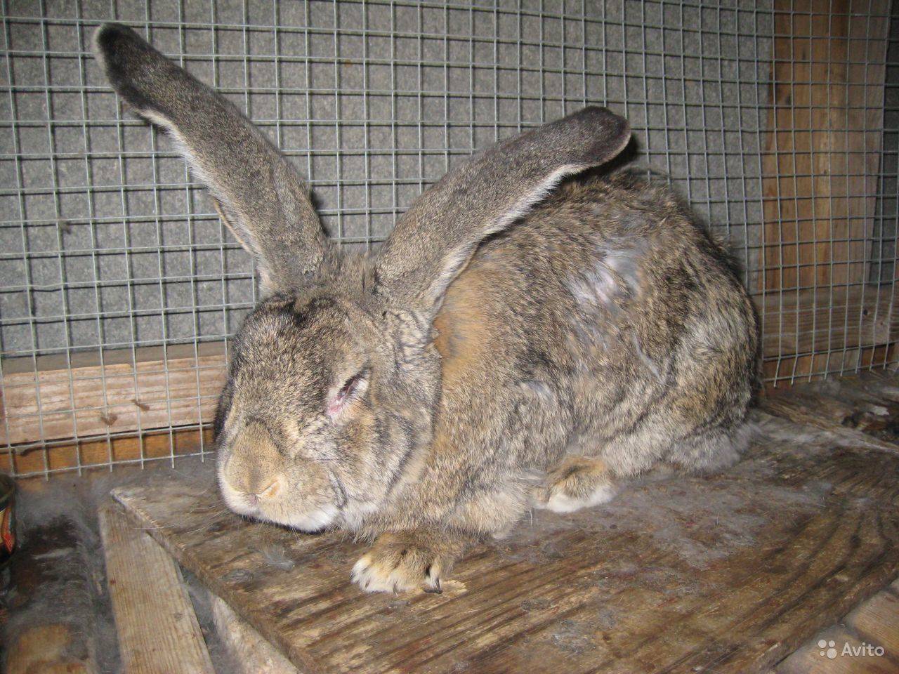 Кролики фландр: описание и фото. кролики-великаны. содержание, разведение кроликов :: syl.ru