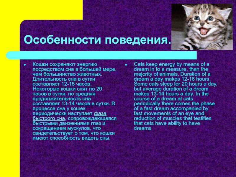 Почему кошка много спит