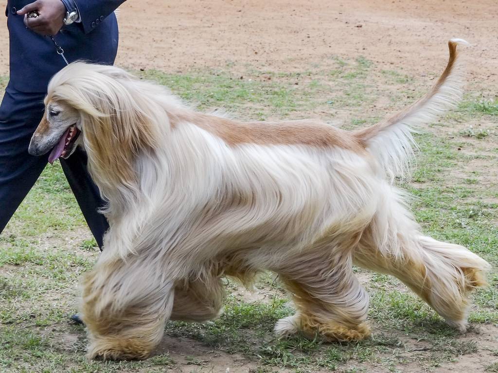 20 лучших элегантных пород собак в мире — сайт эксперта по животным — howmeow