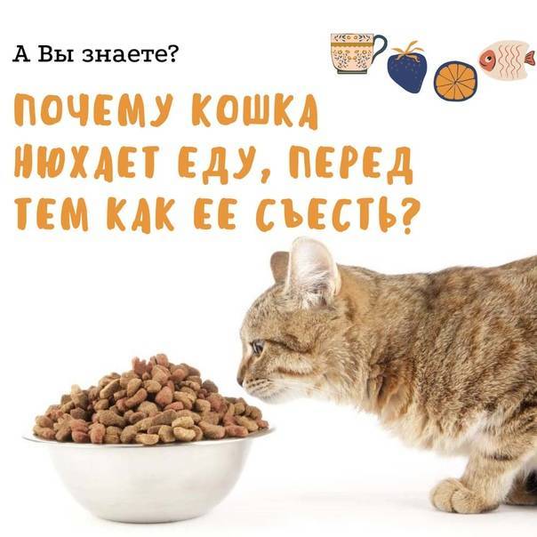 Можно ли кошкам орехи?