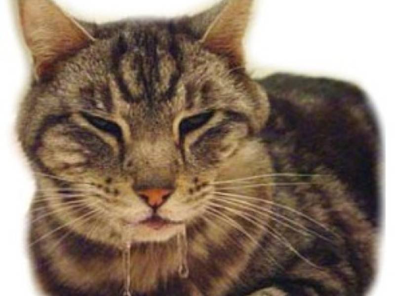 Почему у кота текут изо рта слюни: причины, диагностика и лечение