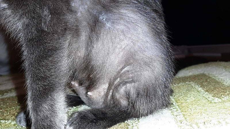 Кошка расчесывает шею до болячек: причины и что делать, если чешется, но блох нет
