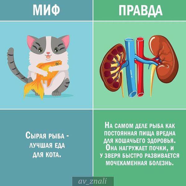 Понимают ли кошки человеческую речь?