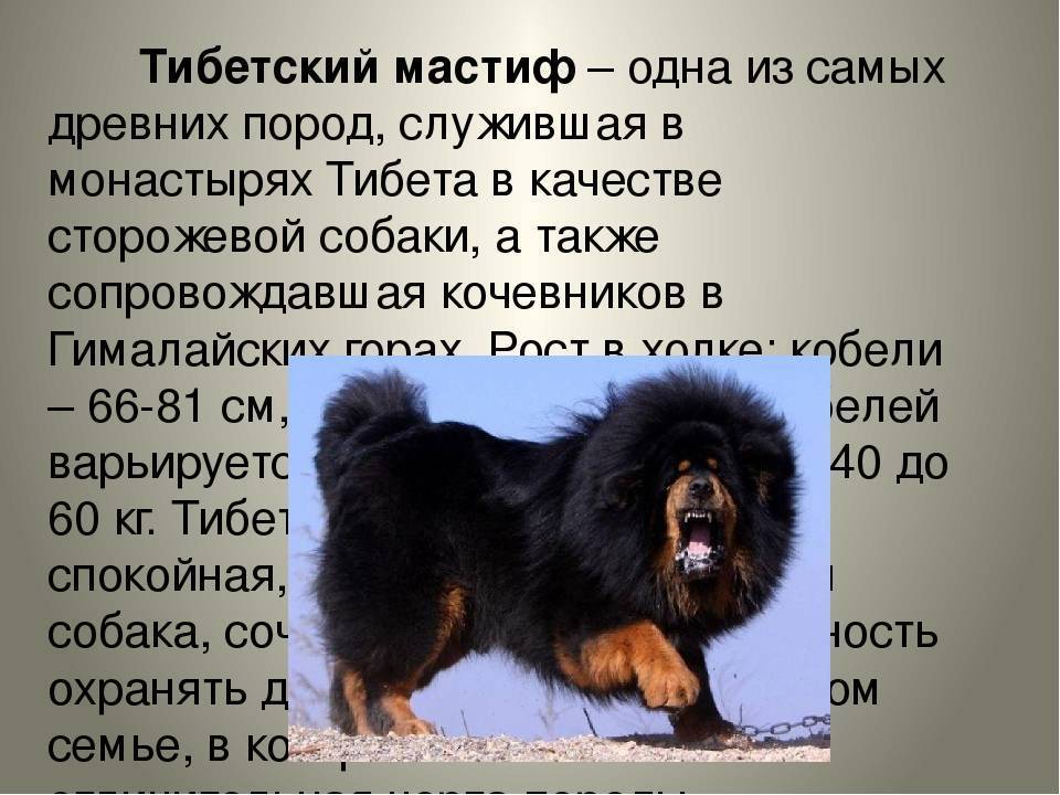 Тибетский мастиф