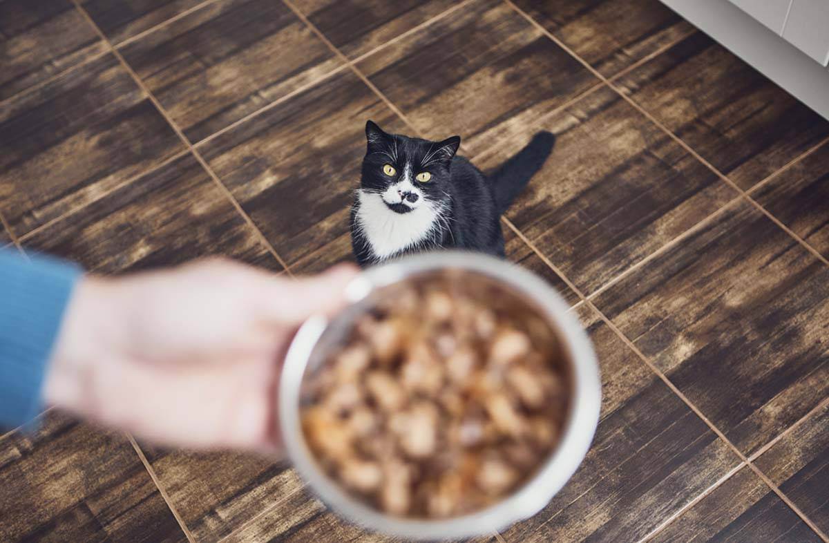 Как ест кошка: интересные наблюдения