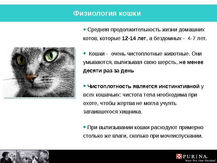 Сколько живут кастрированные коты разных пород? | mnogoli.ru