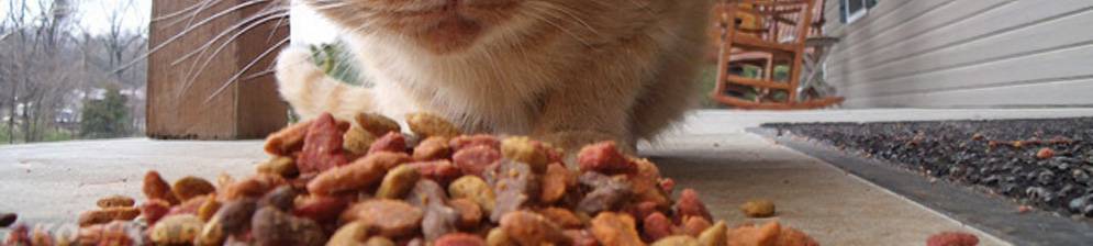 Причины и лечение рвоты у кота после приема пищи