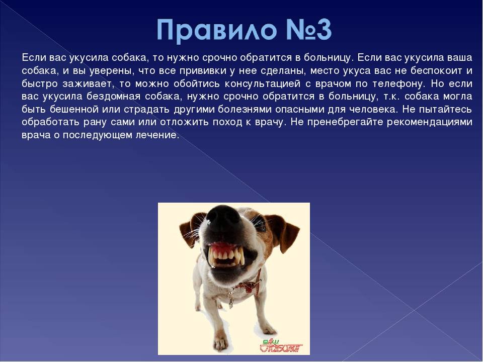 Укусила собака, куда обращаться, к какому врачу
