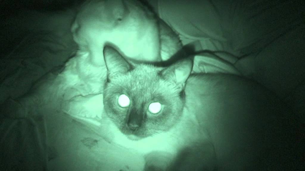 Почему у кошек светятся глаза в темноте?