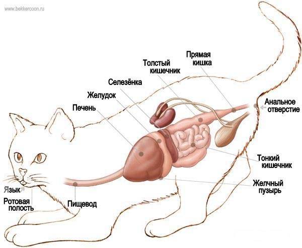 Ультрасонографические различия органов брюшной полости собак и кошек  – статья о лечении животных ивц мва