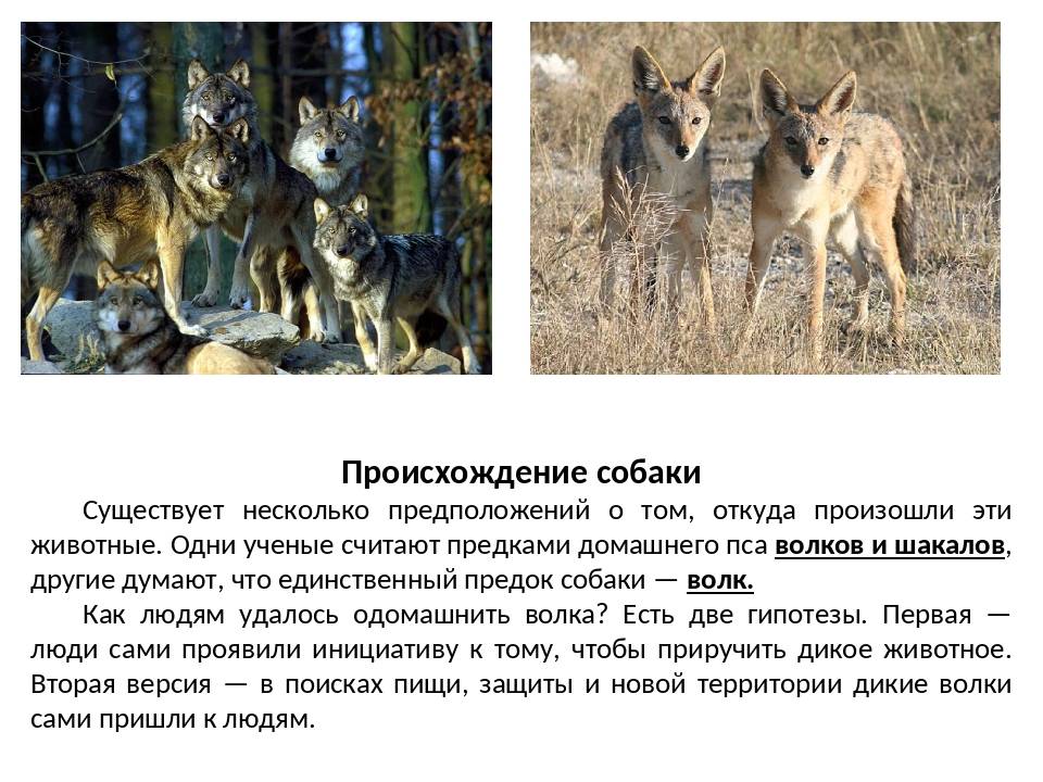 Происхождение собак и древние предки современных пород